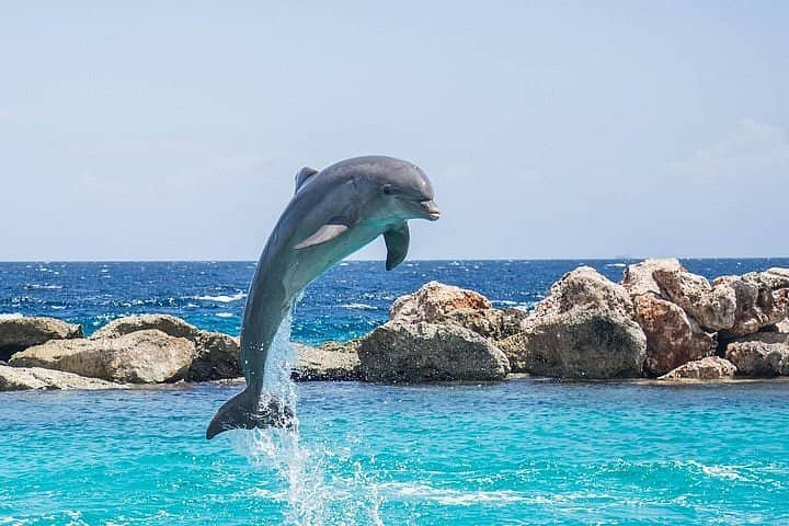 Dolphin Tour